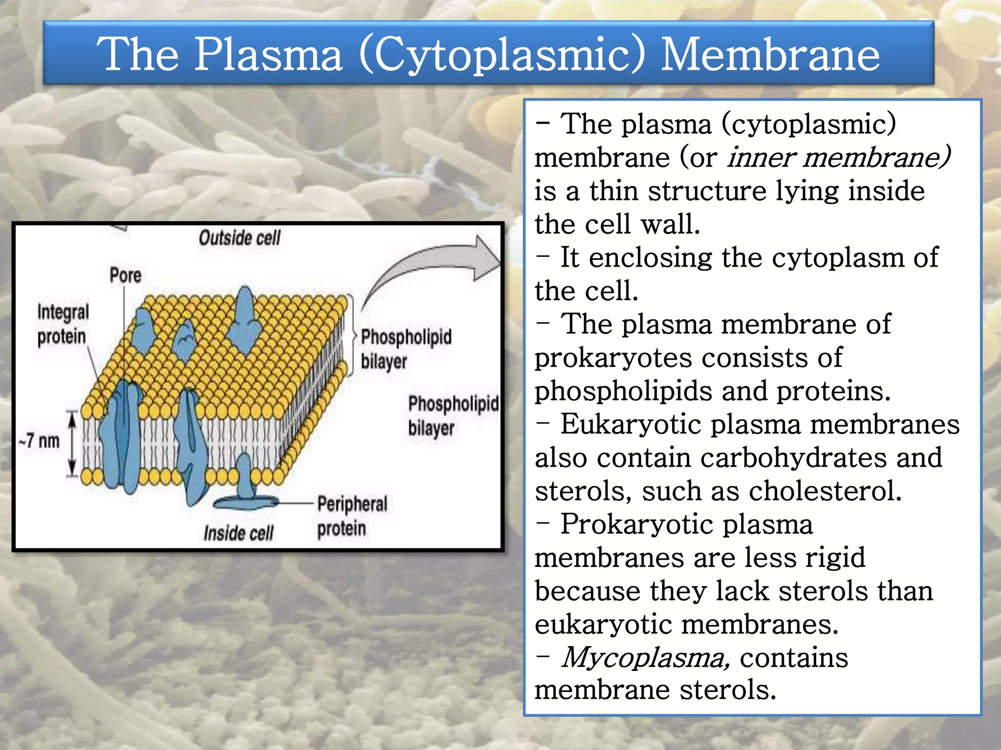 The Plasma (Cytoplasmic) Membrane 
- The plasma (cytoplasmic) 
membrane (or inner membrane) 
is a thin structure lying inside 
the cell wall. 
- It enclosing the cytoplasm of 
the cell. 
- The plasma membrane of 
prokaryotes consists of 
phospholipids and proteins. 
- Eukaryotic plasma membranes 
also contain carbohydrates and 
sterols, such as cholesterol. 
- Prokaryotic plasma 
membranes are less rigid 
because they lack sterols than 
eukaryotic membranes. 
- Mycoplasma, contains 
membrane sterols. 
 
