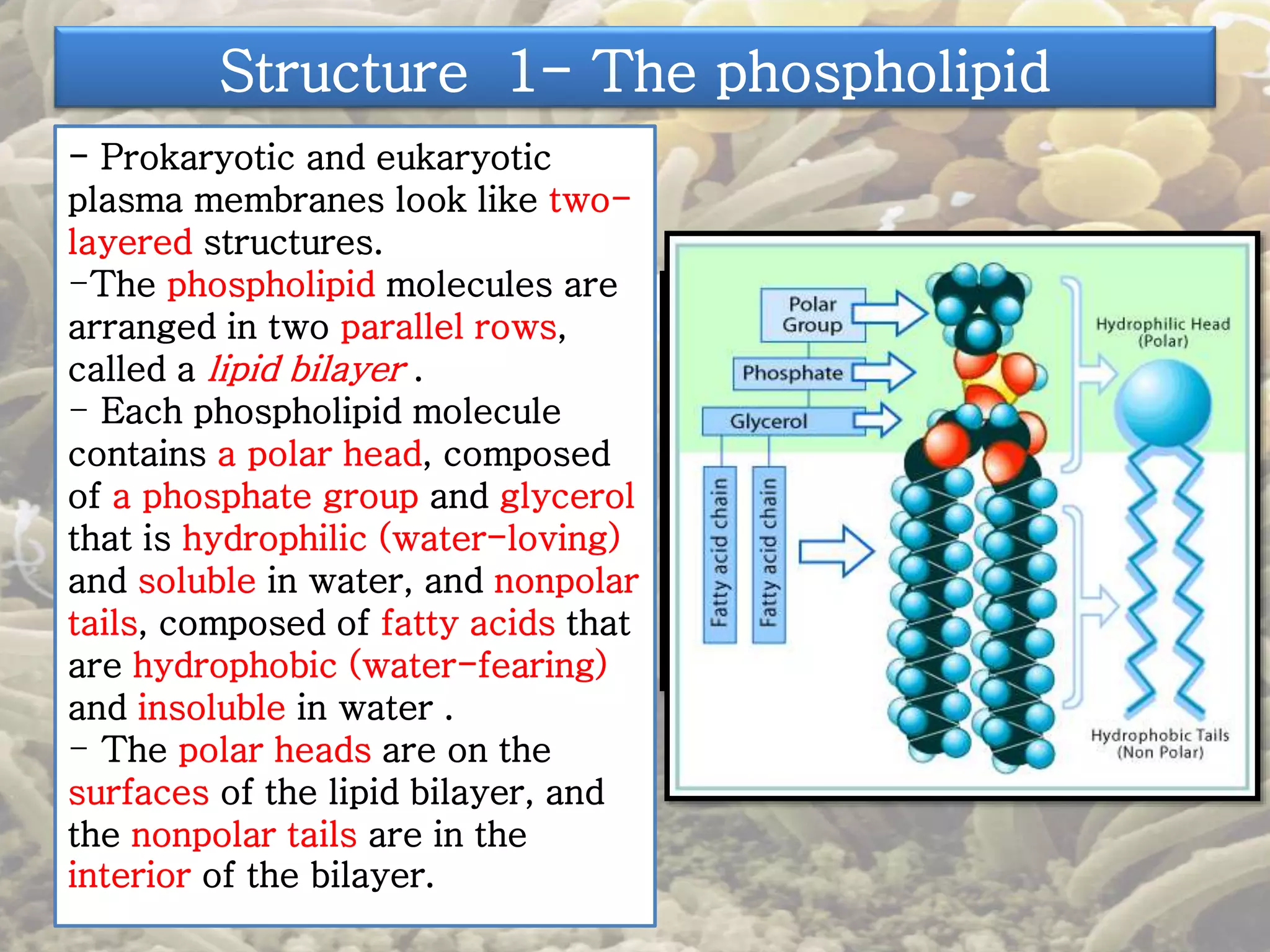 Structure 1- The phospholipid 
- Prokaryotic and eukaryotic 
plasma membranes look like two-layered 
structures. 
-The phospholipid molecules are 
arranged in two parallel rows, 
called a lipid bilayer . 
- Each phospholipid molecule 
contains a polar head, composed 
of a phosphate group and glycerol 
that is hydrophilic (water-loving) 
and soluble in water, and nonpolar 
tails, composed of fatty acids that 
are hydrophobic (water-fearing) 
and insoluble in water . 
- The polar heads are on the 
surfaces of the lipid bilayer, and 
the nonpolar tails are in the 
interior of the bilayer. 
 
