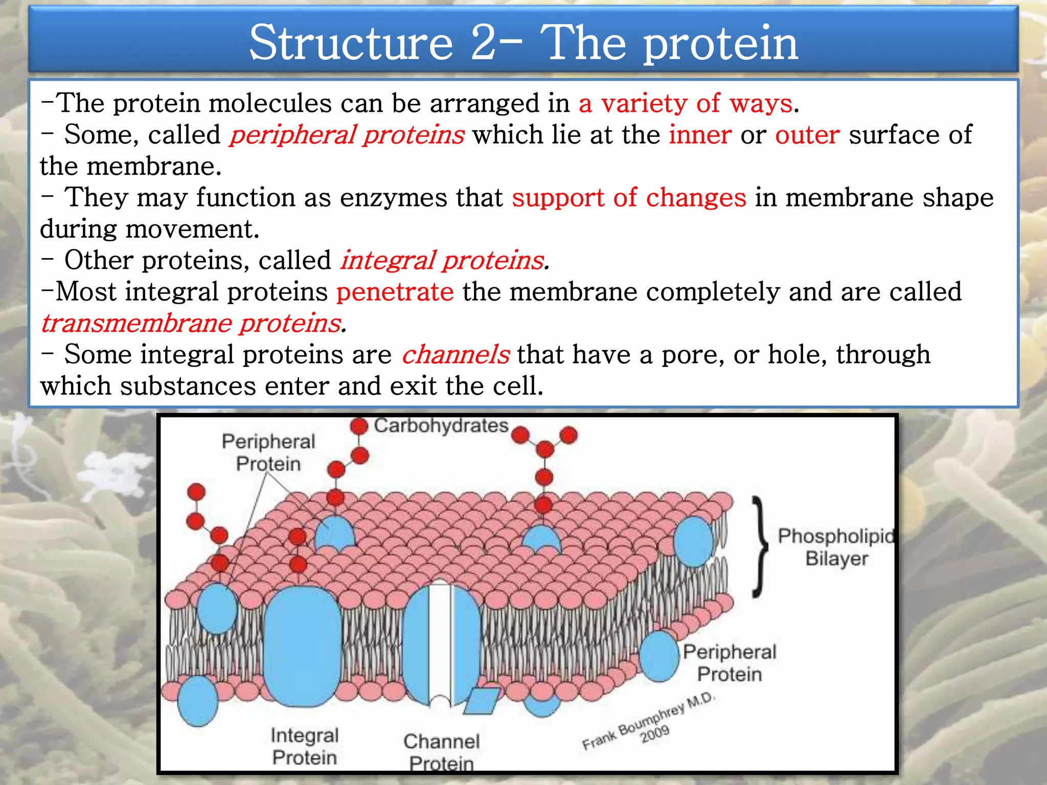 Structure 2- The protein 
-The protein molecules can be arranged in a variety of ways. 
- Some, called peripheral proteins which lie at the inner or outer surface of 
the membrane. 
- They may function as enzymes that support of changes in membrane shape 
during movement. 
- Other proteins, called integral proteins. 
-Most integral proteins penetrate the membrane completely and are called 
transmembrane proteins. 
- Some integral proteins are channels that have a pore, or hole, through 
which substances enter and exit the cell. 
 