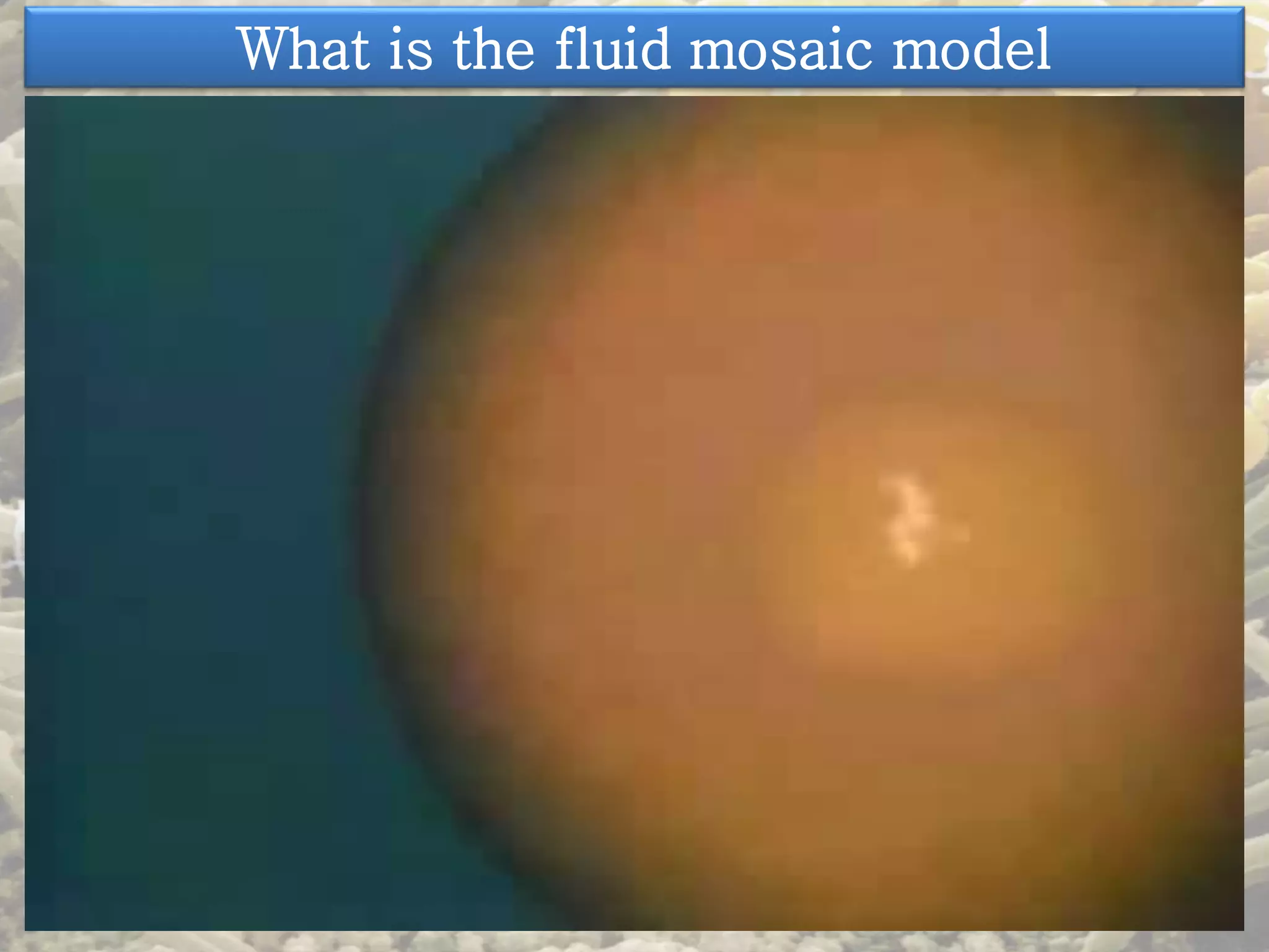What is the fluid mosaic model 
 