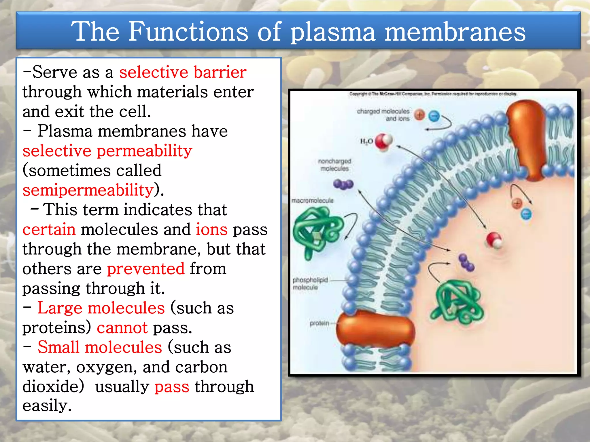 The Functions of plasma membranes 
-Serve as a selective barrier 
through which materials enter 
and exit the cell. 
- Plasma membranes have 
selective permeability 
(sometimes called 
semipermeability). 
- This term indicates that 
certain molecules and ions pass 
through the membrane, but that 
others are prevented from 
passing through it. 
- Large molecules (such as 
proteins) cannot pass. 
- Small molecules (such as 
water, oxygen, and carbon 
dioxide) usually pass through 
easily. 
 
