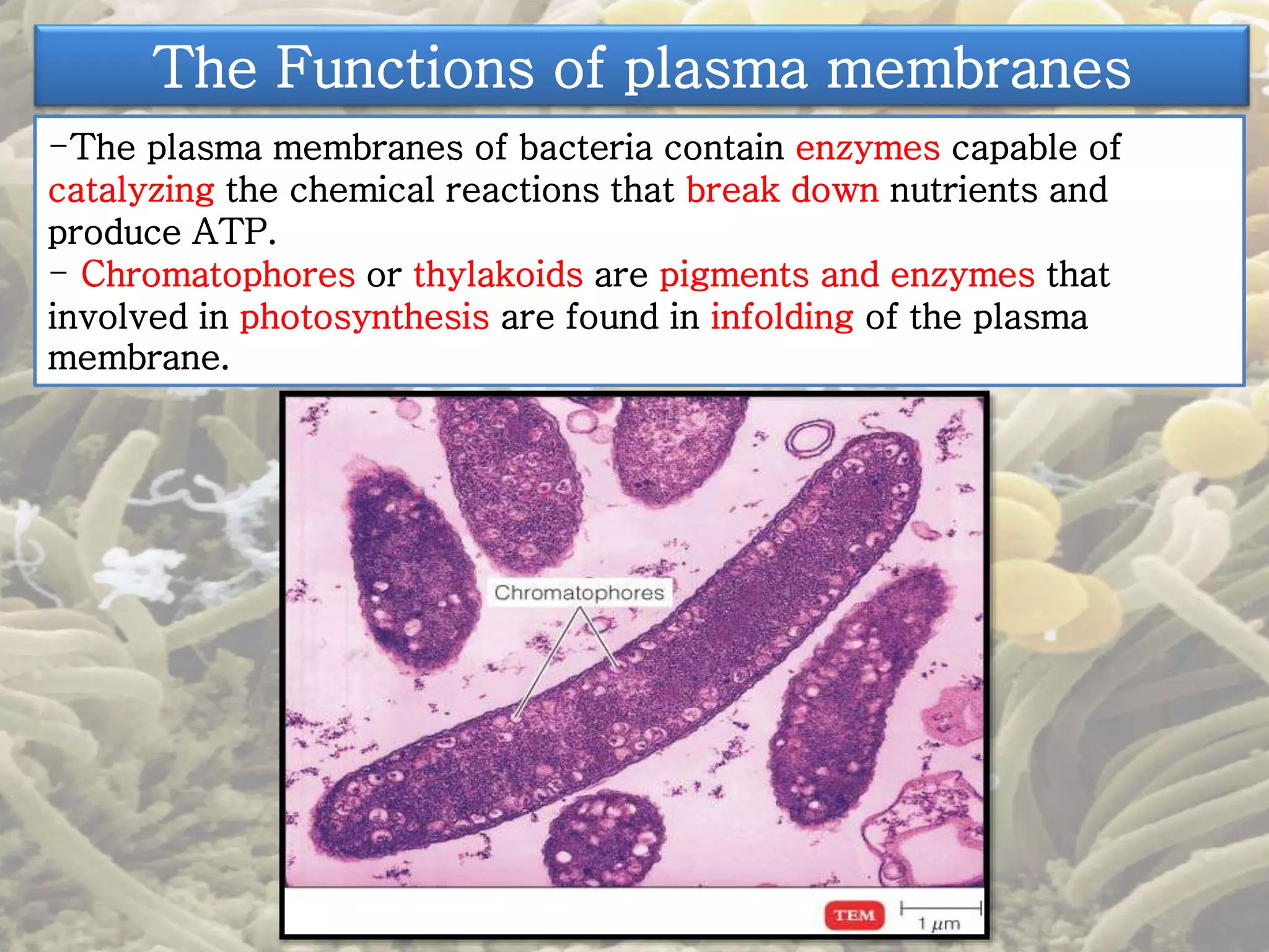 The Functions of plasma membranes 
-The plasma membranes of bacteria contain enzymes capable of 
catalyzing the chemical reactions that break down nutrients and 
produce ATP. 
- Chromatophores or thylakoids are pigments and enzymes that 
involved in photosynthesis are found in infolding of the plasma 
membrane. 
 