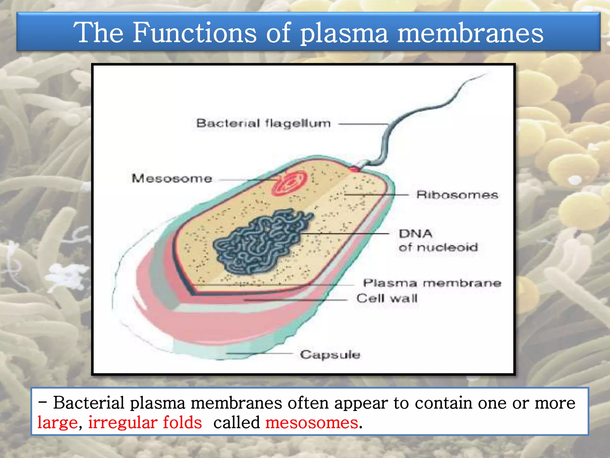 The Functions of plasma membranes 
- Bacterial plasma membranes often appear to contain one or more 
large, irregular folds called mesosomes. 
 