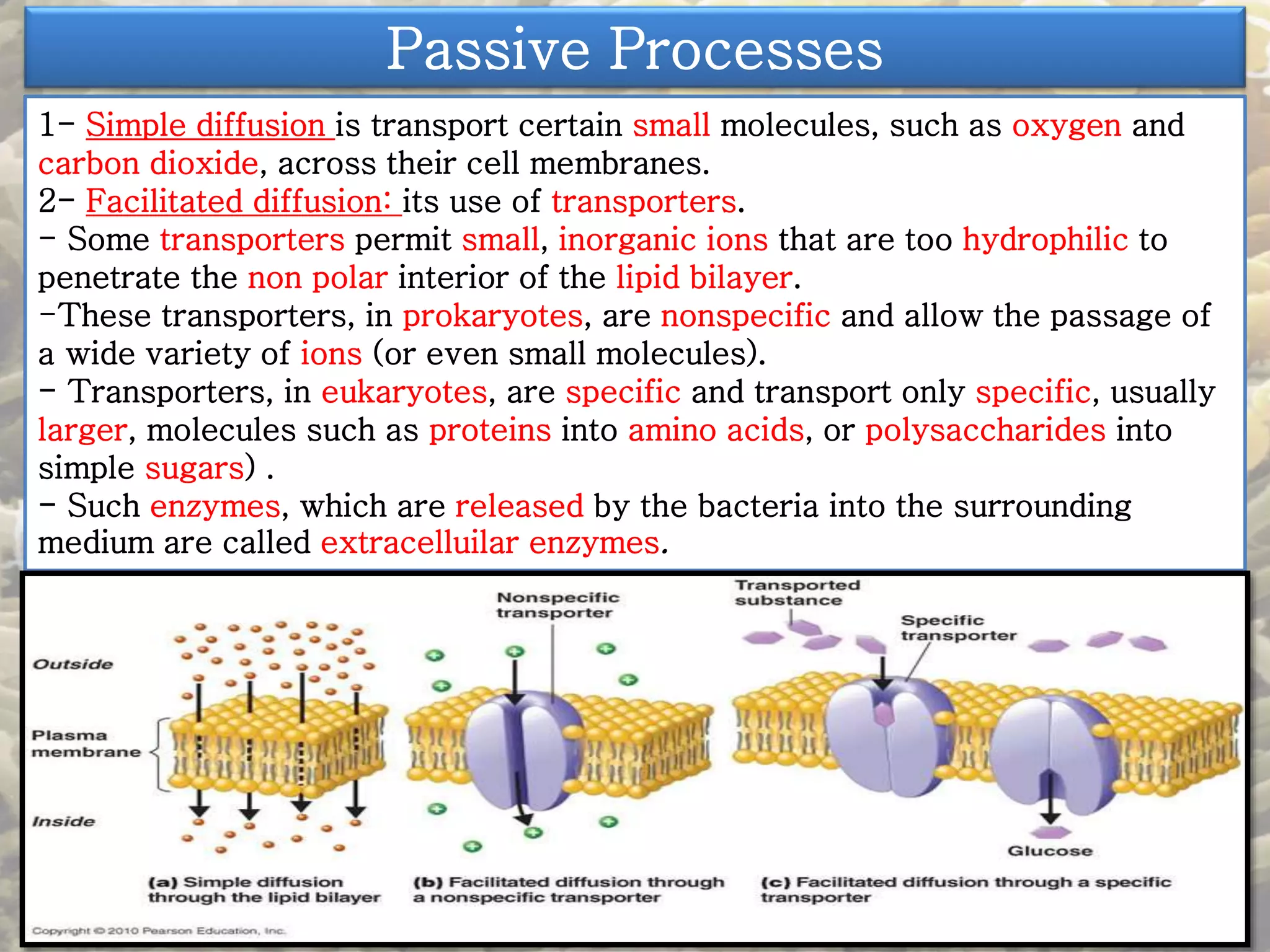 Passive Processes 
1- Simple diffusion is transport certain small molecules, such as oxygen and 
carbon dioxide, across their cell membranes. 
2- Facilitated diffusion: its use of transporters. 
- Some transporters permit small, inorganic ions that are too hydrophilic to 
penetrate the non polar interior of the lipid bilayer. 
-These transporters, in prokaryotes, are nonspecific and allow the passage of 
a wide variety of ions (or even small molecules). 
- Transporters, in eukaryotes, are specific and transport only specific, usually 
larger, molecules such as proteins into amino acids, or polysaccharides into 
simple sugars) . 
- Such enzymes, which are released by the bacteria into the surrounding 
medium are called extracelluilar enzymes. 
 