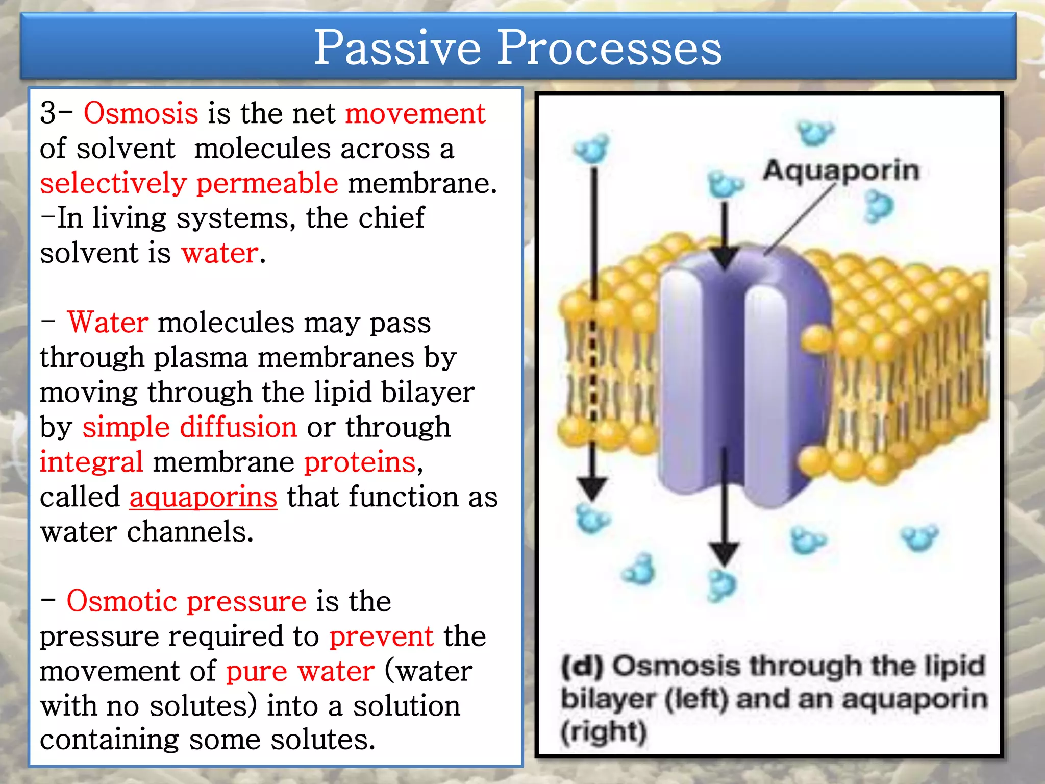 Passive Processes 
3- Osmosis is the net movement 
of solvent molecules across a 
selectively permeable membrane. 
-In living systems, the chief 
solvent is water. 
- Water molecules may pass 
through plasma membranes by 
moving through the lipid bilayer 
by simple diffusion or through 
integral membrane proteins, 
called aquaporins that function as 
water channels. 
- Osmotic pressure is the 
pressure required to prevent the 
movement of pure water (water 
with no solutes) into a solution 
containing some solutes. 
 