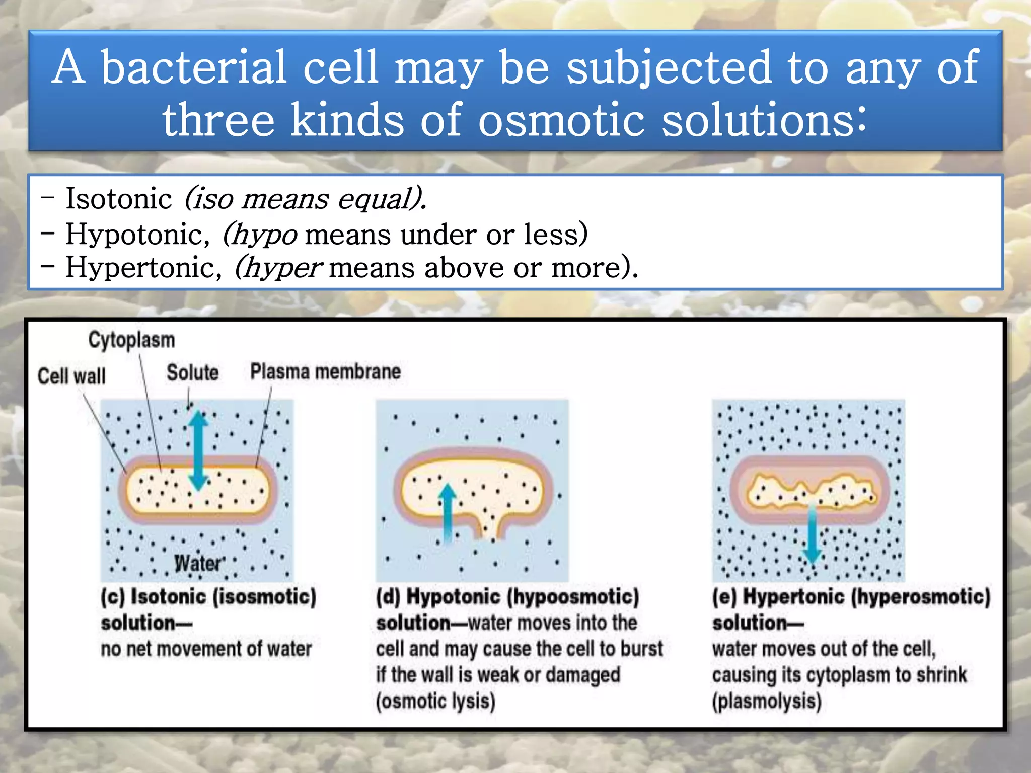 A bacterial cell may be subjected to any of 
three kinds of osmotic solutions: 
- Isotonic (iso means equal). 
- Hypotonic, (hypo means under or less) 
- Hypertonic, (hyper means above or more). 
 