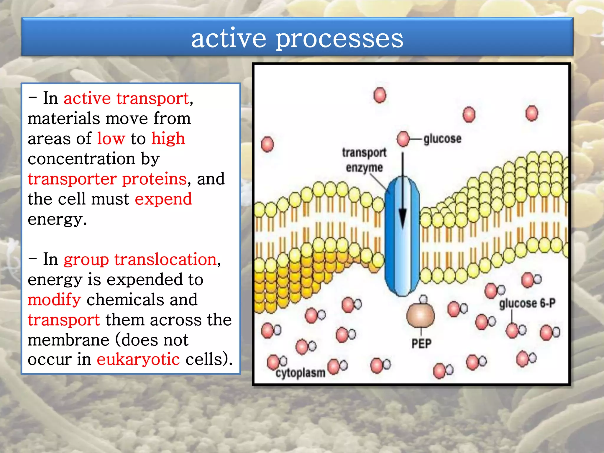 active processes 
- In active transport, 
materials move from 
areas of low to high 
concentration by 
transporter proteins, and 
the cell must expend 
energy. 
- In group translocation, 
energy is expended to 
modify chemicals and 
transport them across the 
membrane (does not 
occur in eukaryotic cells). 
 