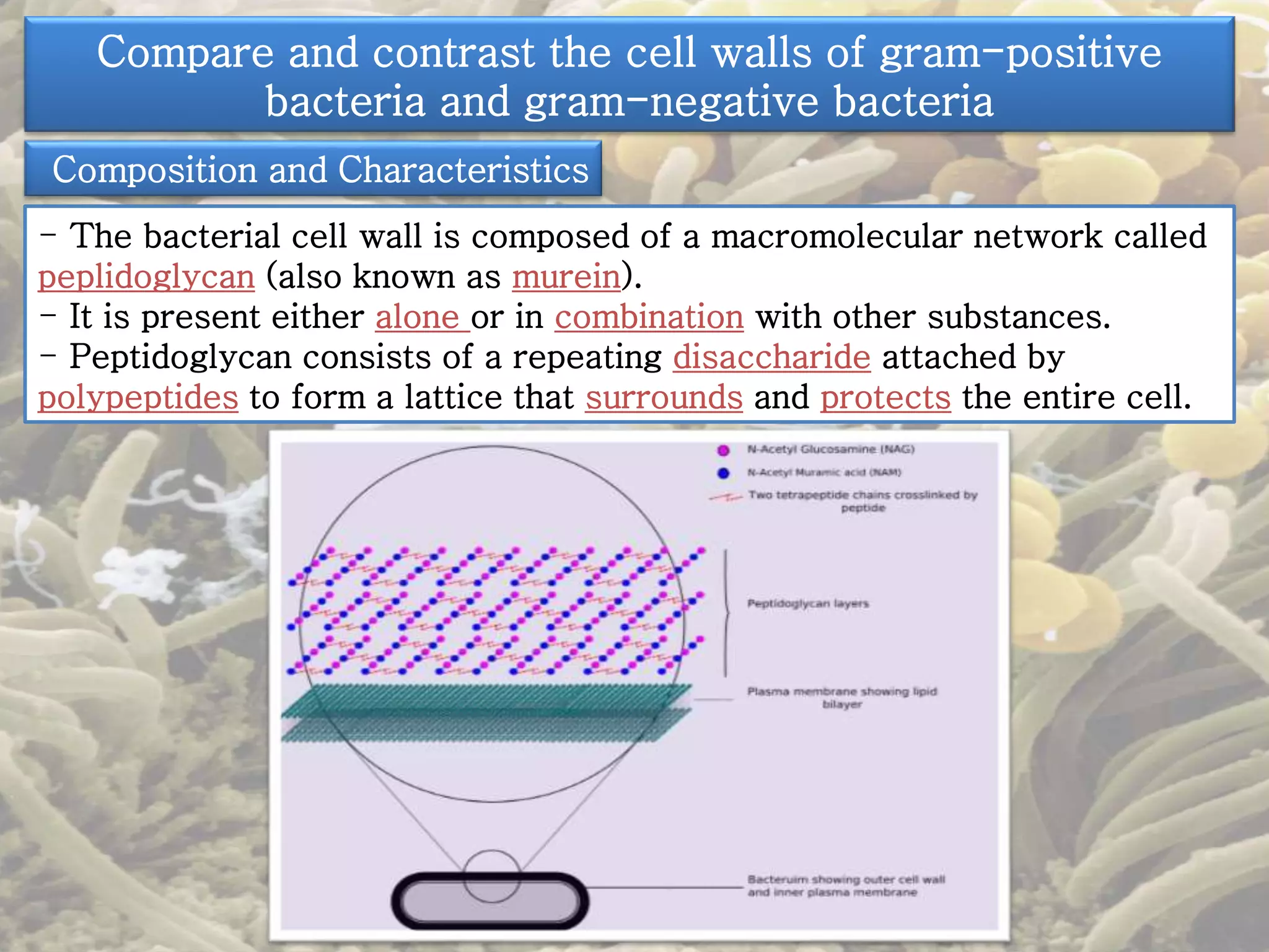 Compare and contrast the cell walls of gram-positive 
bacteria and gram-negative bacteria 
Composition and Characteristics 
- The bacterial cell wall is composed of a macromolecular network called 
peplidoglycan (also known as murein). 
- It is present either alone or in combination with other substances. 
- Peptidoglycan consists of a repeating disaccharide attached by 
polypeptides to form a lattice that surrounds and protects the entire cell. 
 