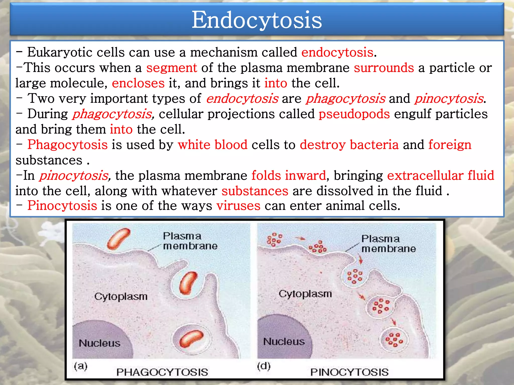 Endocytosis 
- Eukaryotic cells can use a mechanism called endocytosis. 
-This occurs when a segment of the plasma membrane surrounds a particle or 
large molecule, encloses it, and brings it into the cell. 
- Two very important types of endocytosis are phagocytosis and pinocytosis. 
- During phagocytosis, cellular projections called pseudopods engulf particles 
and bring them into the cell. 
- Phagocytosis is used by white blood cells to destroy bacteria and foreign 
substances . 
-In pinocytosis, the plasma membrane folds inward, bringing extracellular fluid 
into the cell, along with whatever substances are dissolved in the fluid . 
- Pinocytosis is one of the ways viruses can enter animal cells. 
 