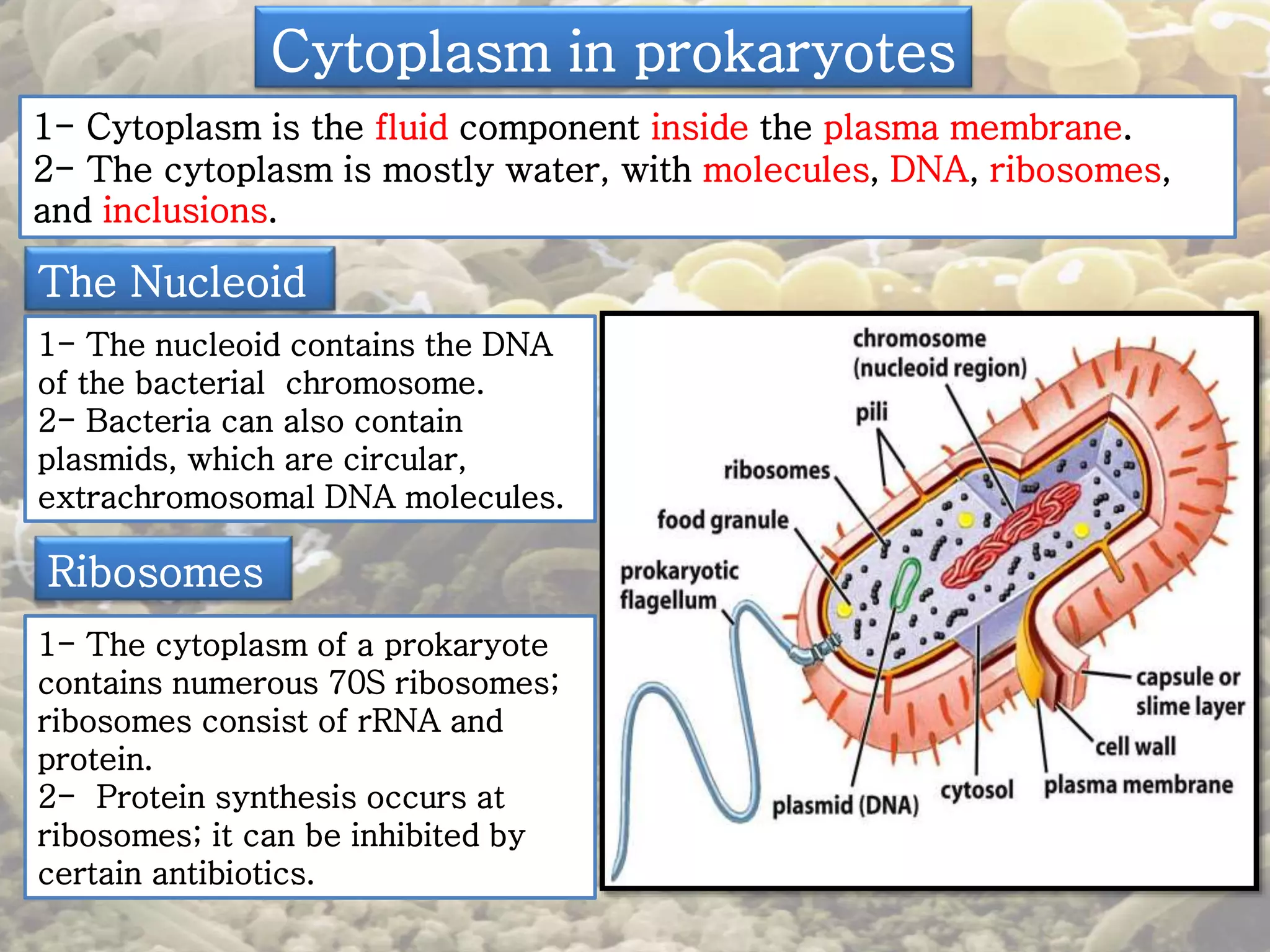 Cytoplasm in prokaryotes 
1- Cytoplasm is the fluid component inside the plasma membrane. 
2- The cytoplasm is mostly water, with molecules, DNA, ribosomes, 
and inclusions. 
The Nucleoid 
1- The nucleoid contains the DNA 
of the bacterial chromosome. 
2- Bacteria can also contain 
plasmids, which are circular, 
extrachromosomal DNA molecules. 
Ribosomes 
1- The cytoplasm of a prokaryote 
contains numerous 70S ribosomes; 
ribosomes consist of rRNA and 
protein. 
2- Protein synthesis occurs at 
ribosomes; it can be inhibited by 
certain antibiotics. 
 