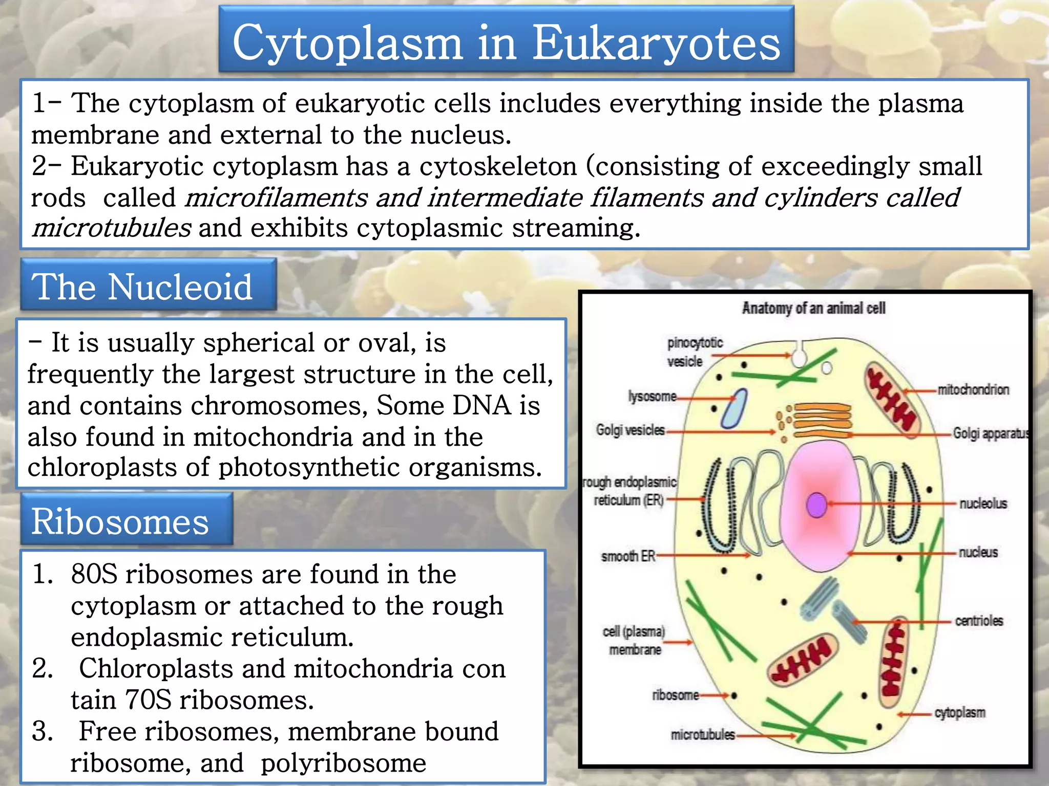 Cytoplasm in Eukaryotes 
1- The cytoplasm of eukaryotic cells includes everything inside the plasma 
membrane and external to the nucleus. 
2- Eukaryotic cytoplasm has a cytoskeleton (consisting of exceedingly small 
rods called microfilaments and intermediate filaments and cylinders called 
microtubules and exhibits cytoplasmic streaming. 
The Nucleoid 
- It is usually spherical or oval, is 
frequently the largest structure in the cell, 
and contains chromosomes, Some DNA is 
also found in mitochondria and in the 
chloroplasts of photosynthetic organisms. 
Ribosomes 
1. 80S ribosomes are found in the 
cytoplasm or attached to the rough 
endoplasmic reticulum. 
2. Chloroplasts and mitochondria con 
tain 70S ribosomes. 
3. Free ribosomes, membrane bound 
ribosome, and polyribosome 
 