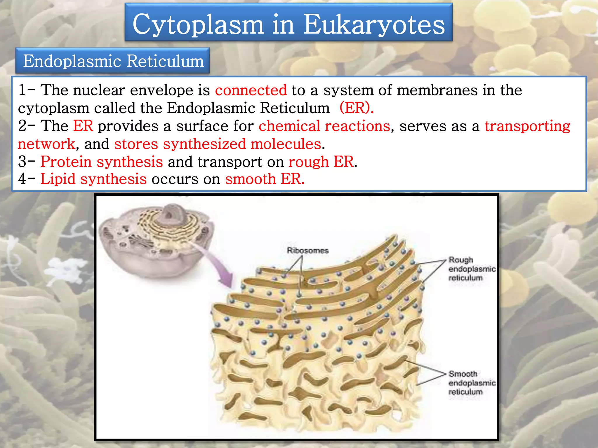 Cytoplasm in Eukaryotes 
Endoplasmic Reticulum 
1- The nuclear envelope is connected to a system of membranes in the 
cytoplasm called the Endoplasmic Reticulum (ER). 
2- The ER provides a surface for chemical reactions, serves as a transporting 
network, and stores synthesized molecules. 
3- Protein synthesis and transport on rough ER. 
4- Lipid synthesis occurs on smooth ER. 
 