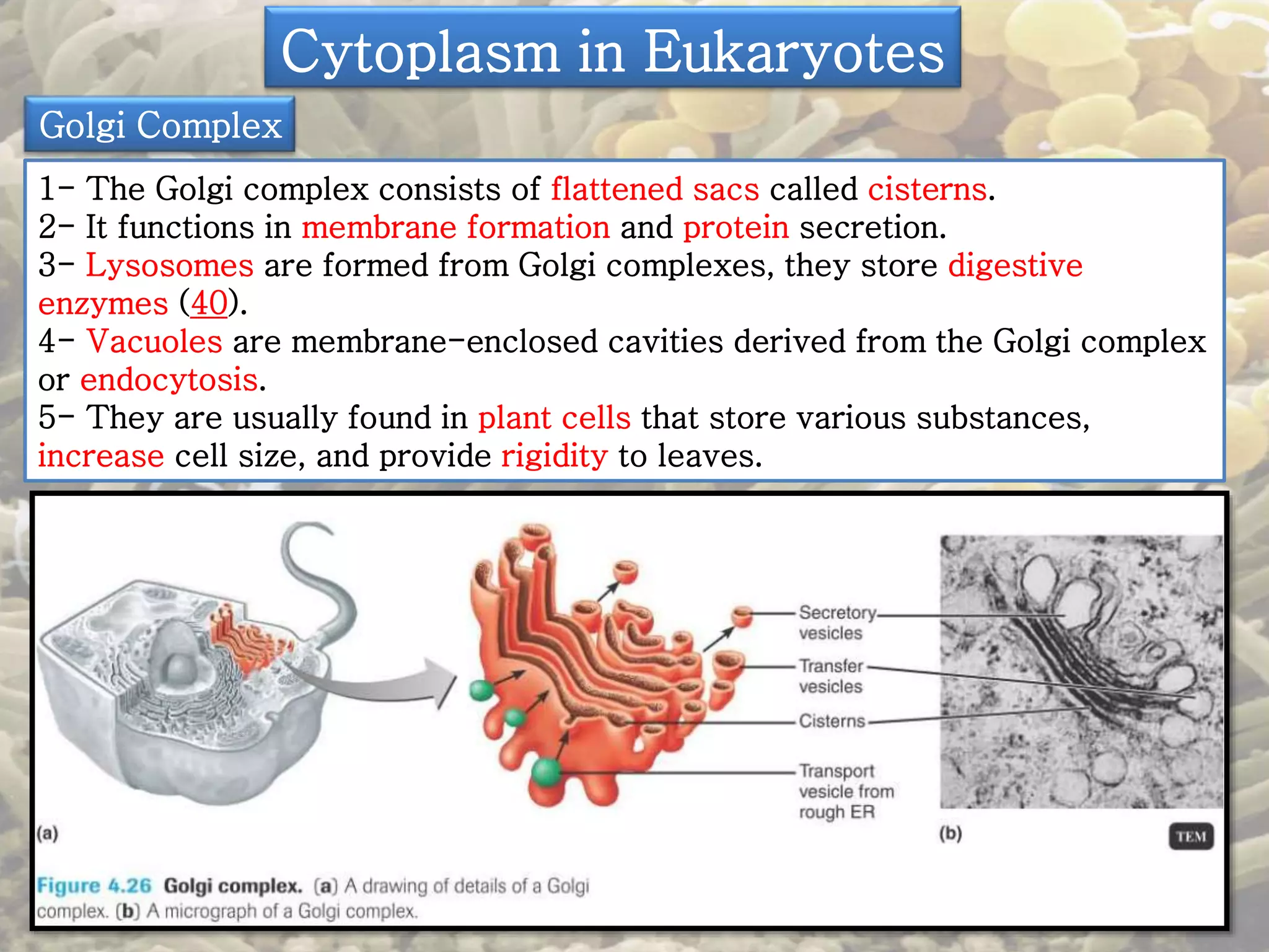 Cytoplasm in Eukaryotes 
Golgi Complex 
1- The Golgi complex consists of flattened sacs called cisterns. 
2- It functions in membrane formation and protein secretion. 
3- Lysosomes are formed from Golgi complexes, they store digestive 
enzymes (40). 
4- Vacuoles are membrane-enclosed cavities derived from the Golgi complex 
or endocytosis. 
5- They are usually found in plant cells that store various substances, 
increase cell size, and provide rigidity to leaves. 
 