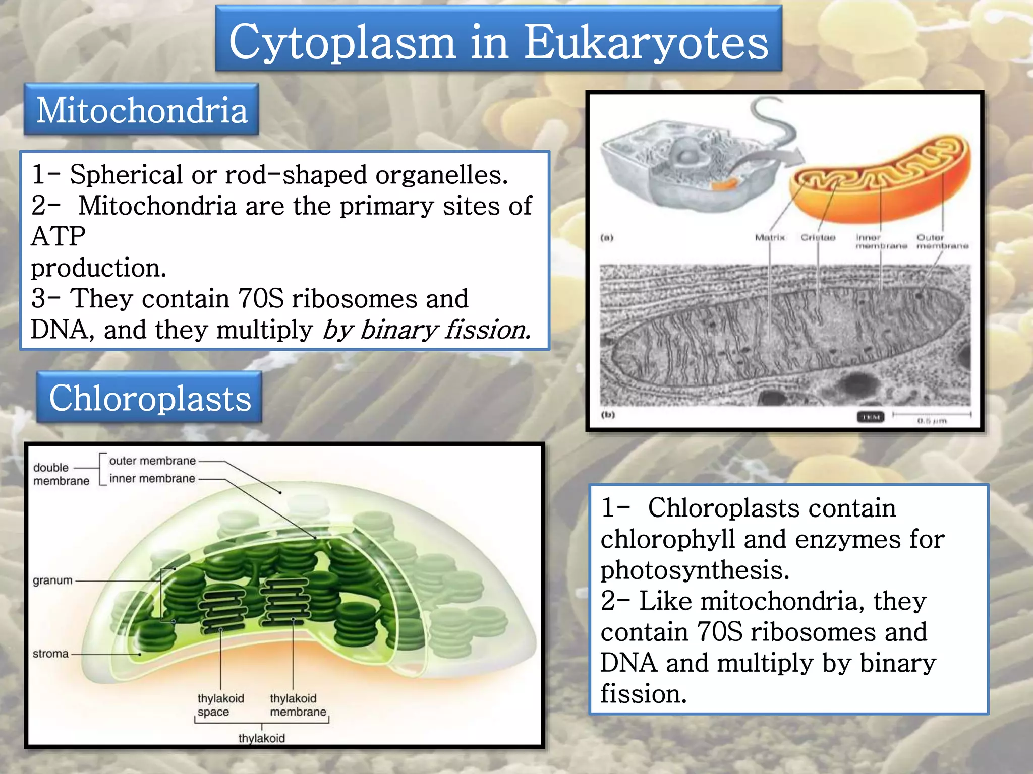 Cytoplasm in Eukaryotes 
Mitochondria 
1- Spherical or rod-shaped organelles. 
2- Mitochondria are the primary sites of 
ATP 
production. 
3- They contain 70S ribosomes and 
DNA, and they multiply by binary fission. 
Chloroplasts 
1- Chloroplasts contain 
chlorophyll and enzymes for 
photosynthesis. 
2- Like mitochondria, they 
contain 70S ribosomes and 
DNA and multiply by binary 
fission. 
 