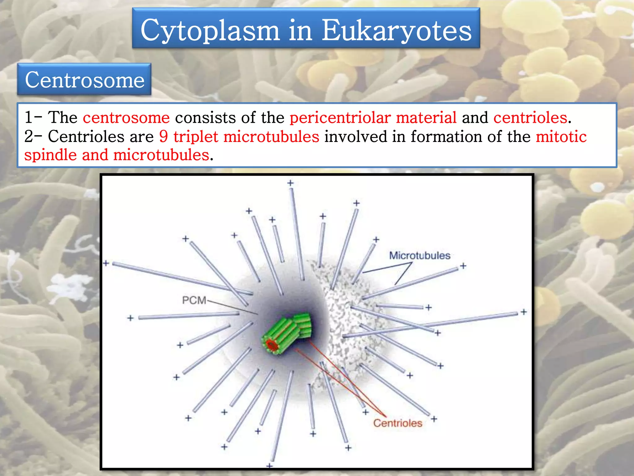 Cytoplasm in Eukaryotes 
Centrosome 
1- The centrosome consists of the pericentriolar material and centrioles. 
2- Centrioles are 9 triplet microtubules involved in formation of the mitotic 
spindle and microtubules. 
 