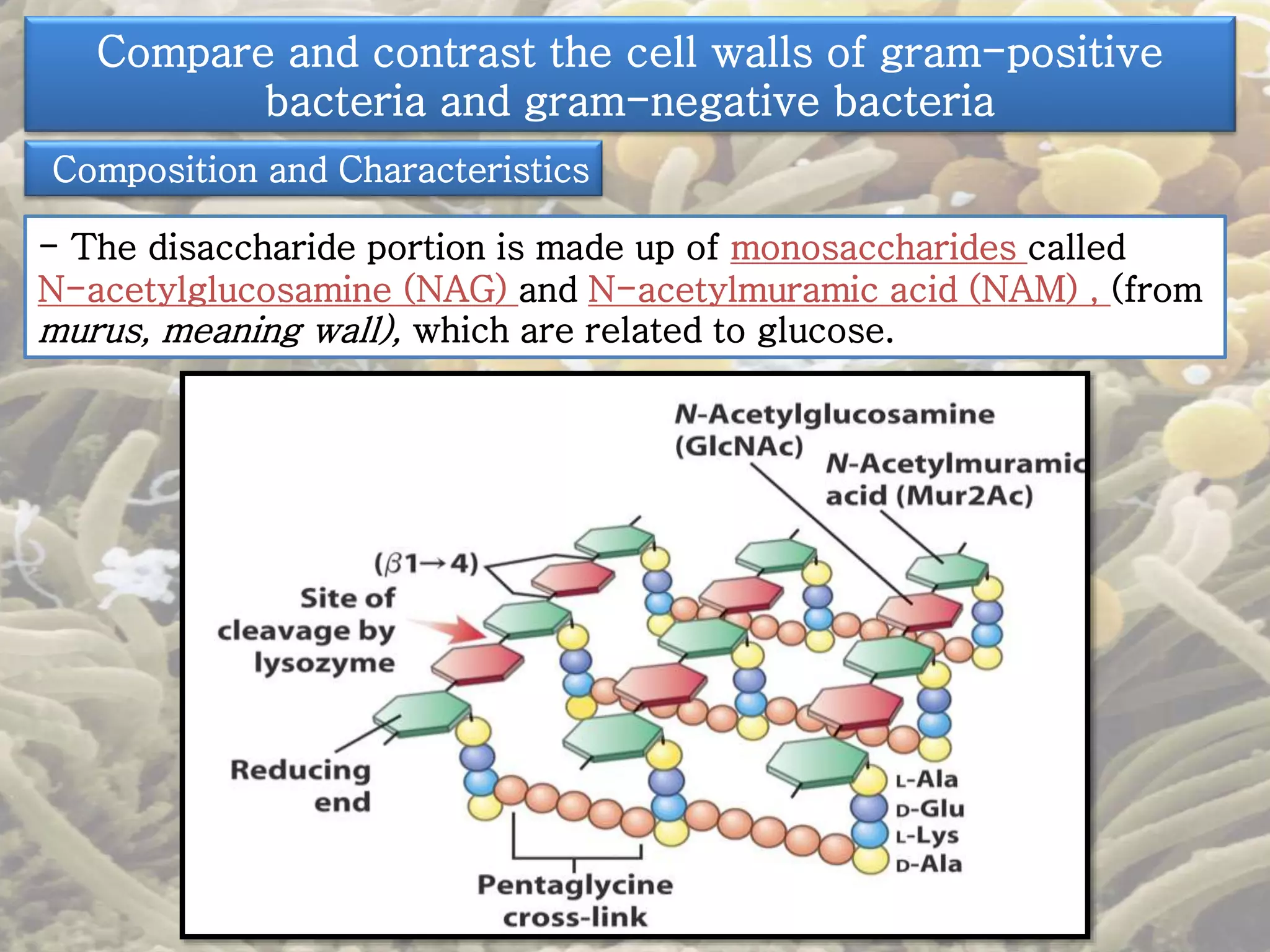 Compare and contrast the cell walls of gram-positive 
bacteria and gram-negative bacteria 
Composition and Characteristics 
- The disaccharide portion is made up of monosaccharides called 
N-acetylglucosamine (NAG) and N-acetylmuramic acid (NAM) , (from 
murus, meaning wall), which are related to glucose. 
 
