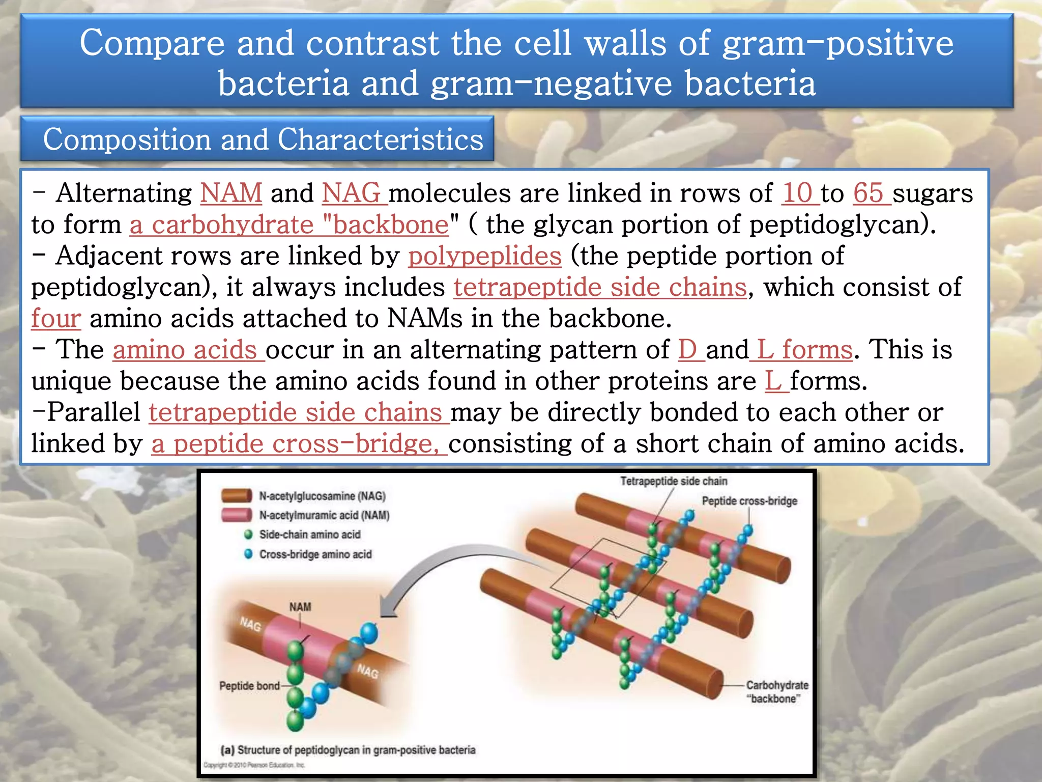 Compare and contrast the cell walls of gram-positive 
bacteria and gram-negative bacteria 
Composition and Characteristics 
- Alternating NAM and NAG molecules are linked in rows of 10 to 65 sugars 
to form a carbohydrate "backbone" ( the glycan portion of peptidoglycan). 
- Adjacent rows are linked by polypeplides (the peptide portion of 
peptidoglycan), it always includes tetrapeptide side chains, which consist of 
four amino acids attached to NAMs in the backbone. 
- The amino acids occur in an alternating pattern of D and L forms. This is 
unique because the amino acids found in other proteins are L forms. 
-Parallel tetrapeptide side chains may be directly bonded to each other or 
linked by a peptide cross-bridge, consisting of a short chain of amino acids. 
 