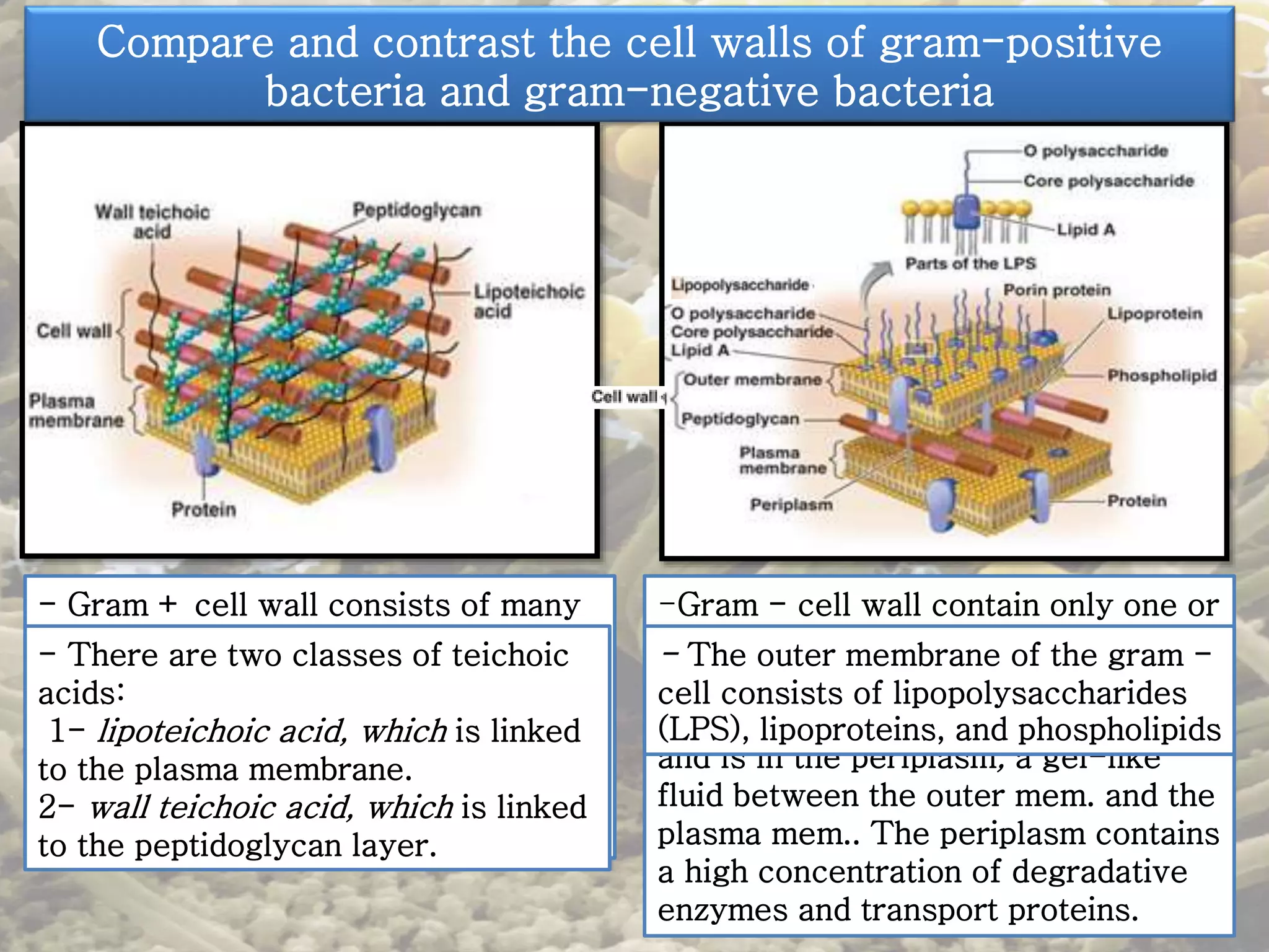 Compare and contrast the cell walls of gram-positive 
bacteria and gram-negative bacteria 
- Gram + cell wall consists of many 
layers of peptidoglycan, forming a 
thick, rigid structure. 
- The cell walls contain teichoic 
acids, which consist of an alcohol 
(such as glycerol or ribitol) and 
phosphate. 
-Gram - cell wall contain only one or 
a very few layers of peptidoglycan. 
- The peptidoglycan is bonded to 
lipoproteins in the outer membrane, 
and is in the periplasm, a gel-like 
fluid between the outer mem. and the 
plasma mem.. The periplasm contains 
a high concentration of degradative 
enzymes and transport proteins. 
- There are two classes of teichoic 
acids: 
1- lipoteichoic acid, which is linked 
to the plasma membrane. 
2- wall teichoic acid, which is linked 
to the peptidoglycan layer. 
- The outer membrane of the gram - 
cell consists of lipopolysaccharides 
(LPS), lipoproteins, and phospholipids 
 