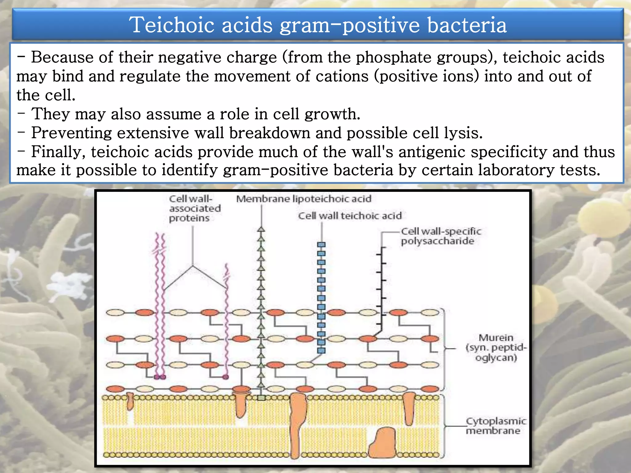 Teichoic acids gram-positive bacteria 
- Because of their negative charge (from the phosphate groups), teichoic acids 
may bind and regulate the movement of cations (positive ions) into and out of 
the cell. 
- They may also assume a role in cell growth. 
- Preventing extensive wall breakdown and possible cell lysis. 
- Finally, teichoic acids provide much of the wall's antigenic specificity and thus 
make it possible to identify gram-positive bacteria by certain laboratory tests. 
 