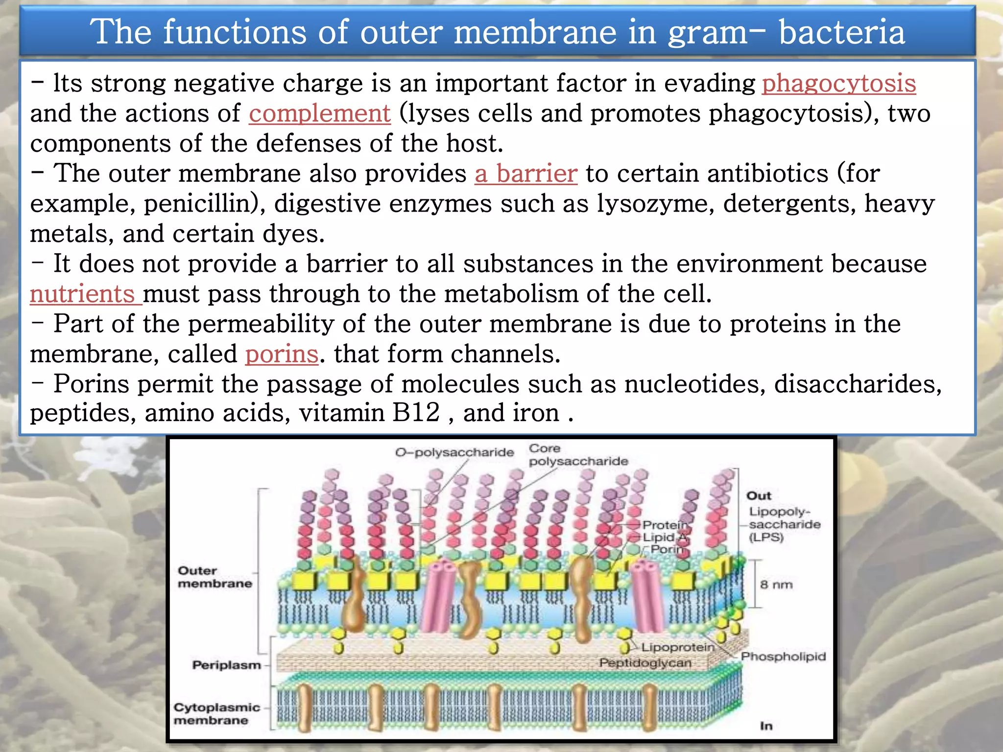 The functions of outer membrane in gram- bacteria 
- lts strong negative charge is an important factor in evading phagocytosis 
and the actions of complement (lyses cells and promotes phagocytosis), two 
components of the defenses of the host. 
- The outer membrane also provides a barrier to certain antibiotics (for 
example, penicillin), digestive enzymes such as lysozyme, detergents, heavy 
metals, and certain dyes. 
- It does not provide a barrier to all substances in the environment because 
nutrients must pass through to the metabolism of the cell. 
- Part of the permeability of the outer membrane is due to proteins in the 
membrane, called porins. that form channels. 
- Porins permit the passage of molecules such as nucleotides, disaccharides, 
peptides, amino acids, vitamin B12 , and iron . 
 