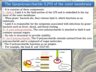 The lipopolysaccharide (LPS) of the outer membrane 
- It is consists of three components: 
1- lipid A, Lipid A is the lipid portion of the LPS and is embedded in the top 
layer of the outer membrane. 
- When gram- bacteria die, they release lipid A, which functions as an 
endotoxin. 
- Lipid A is responsible for the symptoms associated with infections by gram-bacteria 
such as fever, shock, and blood clotting. 
2- A core polysaccharide, The core polysaccharide is attached to lipid A and 
contains unusual sugars. 
- Its role is structural-to provide stability. 
3- An O polysaccharide. The O polysaccharide extends outward from the core 
polysaccharide and is composed of sugar molecules. 
-The O polysaccharide functions as an antigen. 
- For example, the food E. coli 0157:H7. 
 