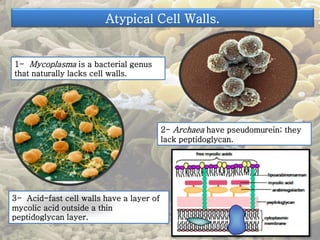 Atypical Cell Walls. 
1- Mycoplasma is a bacterial genus 
that naturally lacks cell walls. 
2- Archaea have pseudomurein; they 
lack peptidoglycan. 
3- Acid-fast cell walls have a layer of 
mycolic acid outside a thin 
peptidoglycan layer. 
 