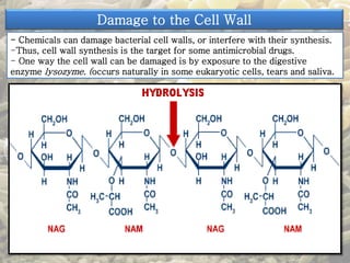 Damage to the Cell Wall 
- Chemicals can damage bacterial cell walls, or interfere with their synthesis. 
-Thus, cell wall synthesis is the target for some antimicrobial drugs. 
- One way the cell wall can be damaged is by exposure to the digestive 
enzyme lysozyme. (occurs naturally in some eukaryotic cells, tears and saliva. 
 