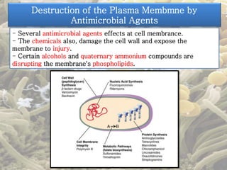 Destruction of the Plasma Membmne by 
Antimicrobial Agents 
- Several antimicrobial agents effects at cell membrance. 
- The chemicals also, damage the cell wall and expose the 
membrane to injury. 
- Certain alcohols and quaternary ammonium compounds are 
disrupting the membrane's phospholipids. 
 