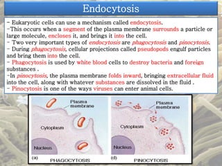 Endocytosis 
- Eukaryotic cells can use a mechanism called endocytosis. 
-This occurs when a segment of the plasma membrane surrounds a particle or 
large molecule, encloses it, and brings it into the cell. 
- Two very important types of endocytosis are phagocytosis and pinocytosis. 
- During phagocytosis, cellular projections called pseudopods engulf particles 
and bring them into the cell. 
- Phagocytosis is used by white blood cells to destroy bacteria and foreign 
substances . 
-In pinocytosis, the plasma membrane folds inward, bringing extracellular fluid 
into the cell, along with whatever substances are dissolved in the fluid . 
- Pinocytosis is one of the ways viruses can enter animal cells. 
 