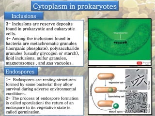 Cytoplasm in prokaryotes 
Inclusions 
3- Inclusions arc reserve deposits 
found in prokaryotic and eukaryotic 
cells. 
4- Among the inclusions found in 
bacteria are metachromatic granules 
(inorganic phosphate), polysaccharide 
granules (usually glycogen or starch), 
lipid inclusions, sulfur granules, 
magnetosomes , and gas vacuoles. 
Endospores 
1- Endospores are resting structures 
formed by some bacteria; they allow 
survival during adverse environmental 
conditions. 
2- The process of endospore formation 
is called sporulation; the return of an 
endospore to its vegetative state is 
called germination. 
 