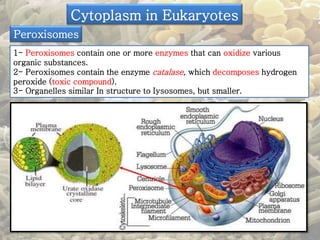 Cytoplasm in Eukaryotes 
Peroxisomes 
1- Peroxisomes contain one or more enzymes that can oxidize various 
organic substances. 
2- Peroxisomes contain the enzyme catalase, which decomposes hydrogen 
peroxide (toxic compound). 
3- Organelles similar In structure to Iysosomes, but smaller. 
 