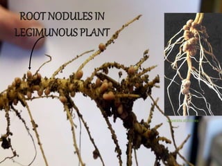 University of Sydney
 