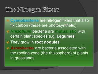  Cyanobacteria are nitrogen fixers that also
fix carbon (these are photosynthetic)
 Rhizobium bacteria are mutualistic with
certain plant species e.g. Legumes
 They grow in root nodules
 Azotobacter are bacteria associated with
the rooting zone (the rhizosphere) of plants
in grasslands
 