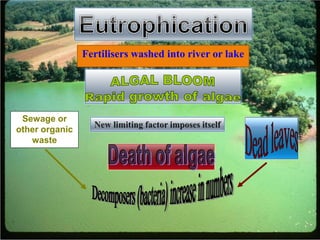 FertilisersSewage or
other organic
waste
Fertilisers washed into river or lake
 