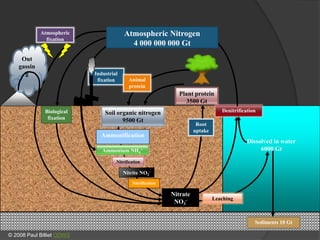 Sediments 10 Gt
Nitrification
Root
uptake
Biological
fixation
Nitrification
Ammonium NH4
+
Ammonification
Nitrite NO2
-
Dissolved in water
6000 Gt
Denitrification
Leaching
Nitrate
NO3
-
Soil organic nitrogen
9500 Gt
Atmospheric
fixation
Out
gassin
g Industrial
fixation
Plant protein
3500 Gt
Animal
protein
Atmospheric Nitrogen
4 000 000 000 Gt
© 2008 Paul Billiet ODWS
 
