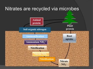 Nitrates are recycled via microbes
Nitrification
Nitrification
Ammonium NH4
+
Ammonification
Nitrite NO2
-
Soil organic nitrogen
Animal
protein
Root
uptake
Nitrate
NO3
-
Plant
protein
 