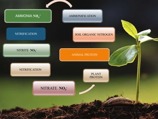 -
ANIMAL PROTEIN
PLANT
PROTEIN
SOIL ORGANIC NITROGEN
AMMONIFICATIONAMMONIA NH4
+
NITRIFICATION
NITRITE NO2
-
NITRIFICATION
NITRATE NO3
-
 