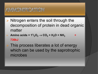  Nitrogen enters the soil through the
decomposition of protein in dead organic
matter
 Amino acids + 11/2O2  CO2 + H2O + NH3 +
736kJ
 This process liberates a lot of energy
which can be used by the saprotrophic
microbes
 