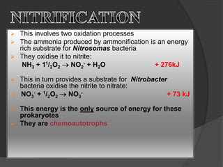  This involves two oxidation processes
 The ammonia produced by ammonification is an energy
rich substrate for Nitrosomas bacteria
 They oxidise it to nitrite:
NH3 + 11/2O2  NO2
- + H2O + 276kJ
 This in turn provides a substrate for Nitrobacter
bacteria oxidise the nitrite to nitrate:
 NO3
- + 1/2O2  NO3
- + 73 kJ
 This energy is the only source of energy for these
prokaryotes
 They are chemoautotrophs
 