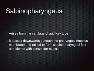 Salpinopharyngeus
Arises from the cartilage of auditory tube
It passes downwards beneath the pharyngeal mucous
membrane and raised to form salpinopharyngeal fold
and blends with constrictor muscle
 