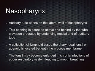 Nasopharynx
Auditory tube opens on the lateral wall of nasopharynx
This opening is bounded above and behind by the tubal
elevation produced by underlying medial end of auditory
tube
A collection of lymphoid tissue,the pharyngeal tonsil or
adenoid is located beneath the mucous membrane
The tonsil may become enlarged in chronic infections of
upper respiratory system leading to mouth breathing
 