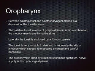 Oropharynx
Between palatoglossal and palatopharyngeal arches is a
depression ,the tonsillar sinus.
The palatine tonsil ,a mass of lymphoid tissue, is situated beneath
the mucous membrane lining the sinus
Laterally the tonsil is enclosed by a fibrous capsule
The tonsil is very variable in size and is frequently the site of
infection which causes it to become enlarged and painful
(tonsillitis)
The oropharynx is lined by stratified squamous epithilium, nerve
supply is from pharyngeal plexus
 
