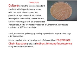 Cultureis now the accepted standard
for chancroid diagnosis in most areas.
selective artificial media used are
gonococcal agar base with 2% bovine
Hemoglobin and 5% fetal calf serum and
Mueller-Hinton agar with 5% chocolatized
horse blood.media are made by addition of vancomycin.culutres are
incubated at 350C in a candle jar.
Small,non-mucoid ,yellow-gray,semi opaque colonies appear 2 to 4 days
after inoculation.
Recent developments in the diagnosis of chancroid are Polymerase
Chain Reaction (PCR) and Indirect Immunofluorescence
using monoclonal antibodies.
CHANCROID
 