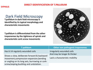 Dark Field Microscopy
T.pallidum in dark field microscopy is
identified by its typical morphology and
characteristic movements
T.pallidum is differentiated from the other
treponemes by the tightness of spirals and
characteristic cork screw movements
T pallidum
Has 6-14 regularly wounded coils
Shows a slow, deliberate forward & backward
movement,compression-expansion,bending
or angling on its long axis, burrowing or cork-
screw,looping,buckling and undulation.
Other non pathogenic treponemes
Irregularly wounded coils
And may be longer & thicker
Lack a characteristic mobility
DIRECT IDENTIFICATION OF T.PALLIDUM
SYPHILIS
 