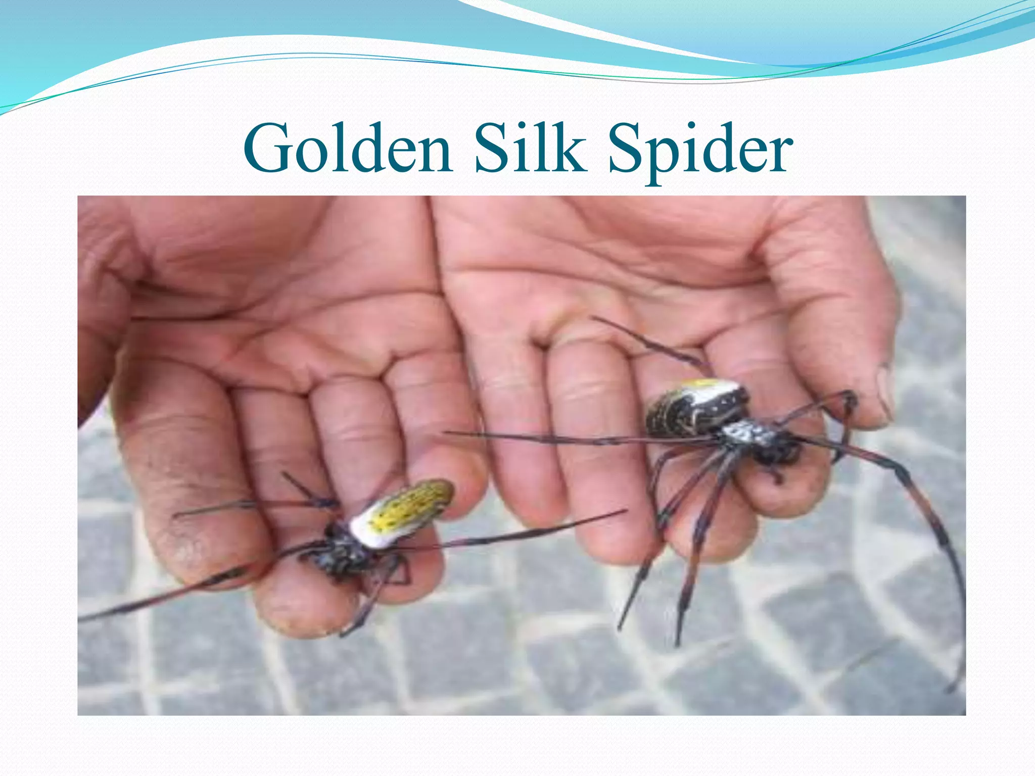 Golden Silk Spider
 