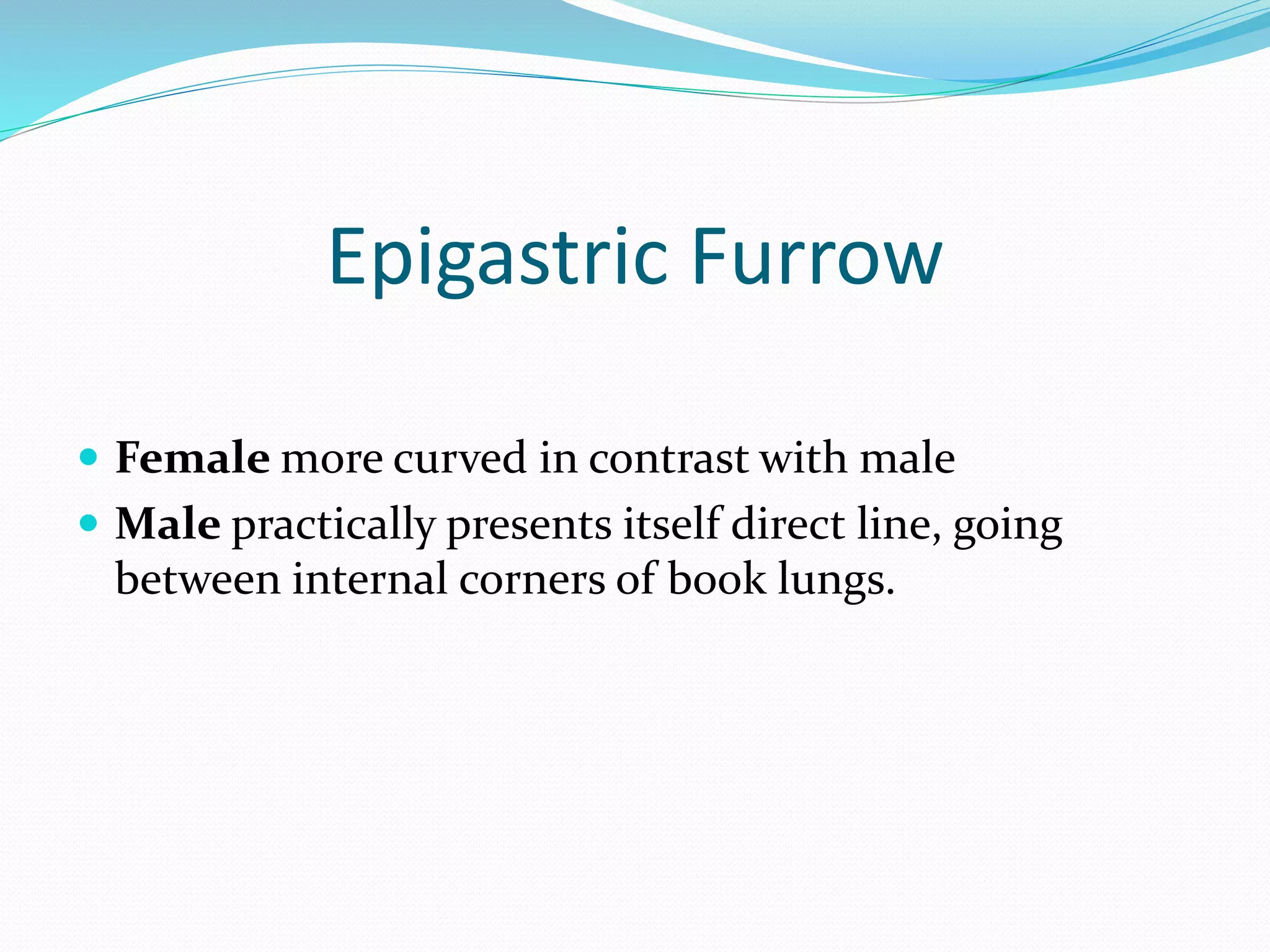 Epigastric Furrow
 Female more curved in contrast with male
 Male practically presents itself direct line, going
between internal corners of book lungs.
 