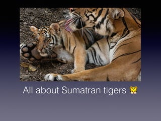 All about Sumatran tigers 🐯
 