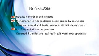 HYPERPLASIA
Increase number of cell in tissue
Phenomenon in fish epidermis accompanied by spongiosis
Include chemical pollutants,hormonal stimuli, Flexibacter sp.
It is frequent at low temperature
Occurred if the fish are retained in salt water over spawning
 