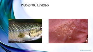 PARASITIC LESIONS
 