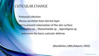 CUTICULAR CHANGE
Protozoal infection
Mucus secretion from dermal layer
Fail to prevent colonization of the skin surface
Trichodina sp. , Thiecamoeba sp. , Saprolegnia sp.
overcome the basic cuticular defense
(MacMillan,1985,Roberts 1992)
 